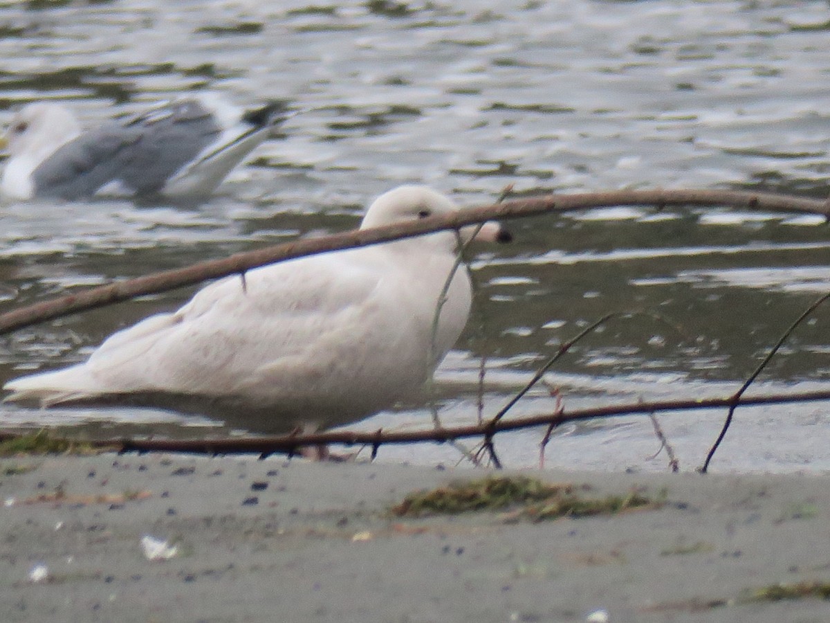 Glaucous Gull - ML646601244