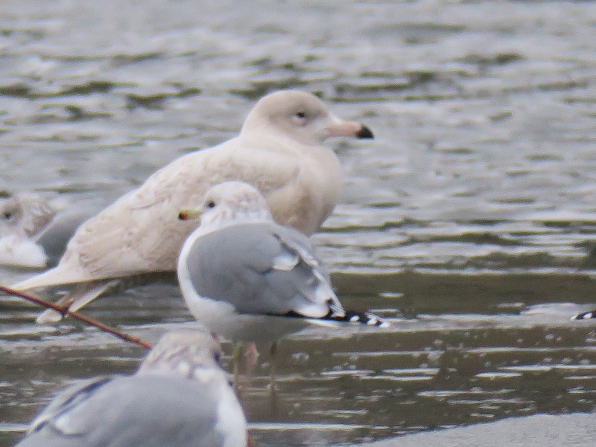 Glaucous Gull - ML646601245