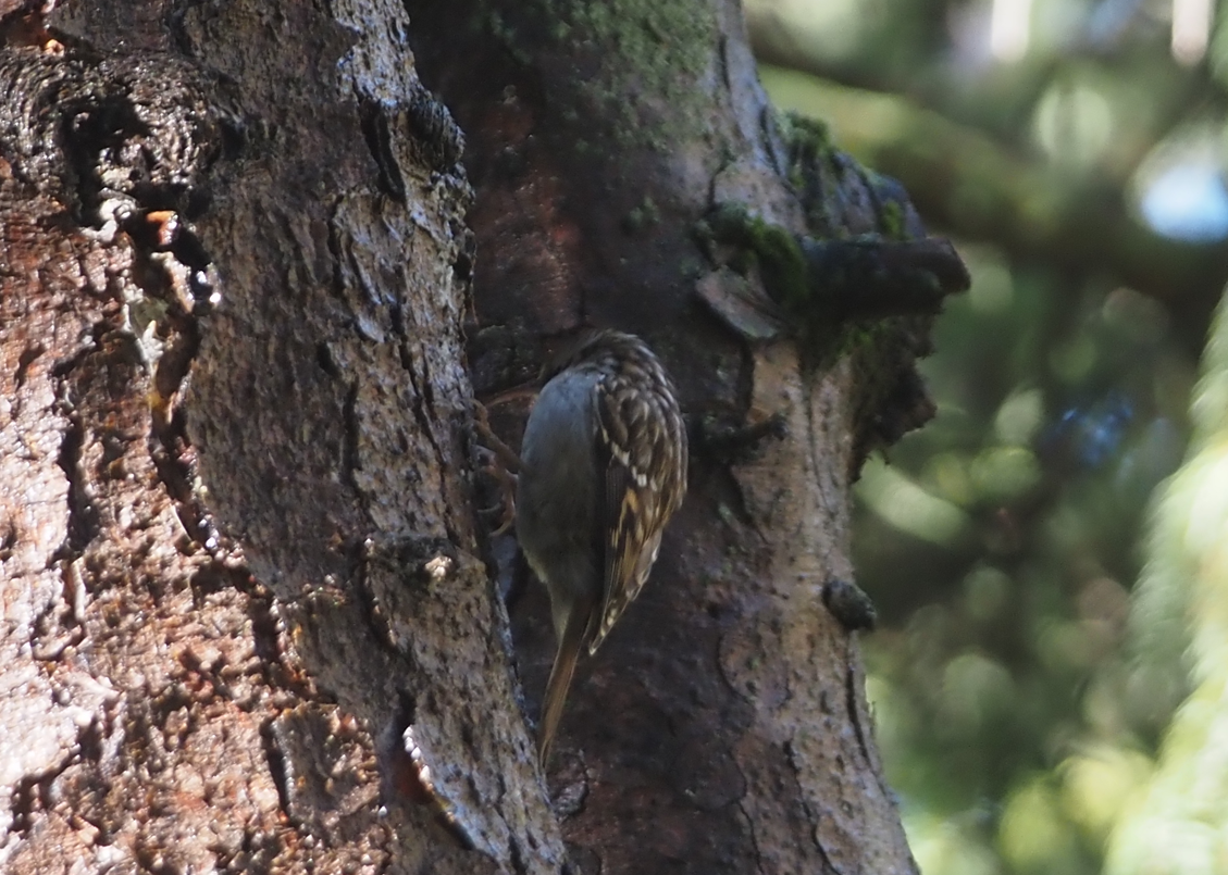 Gartenbaumläufer - ML646601246