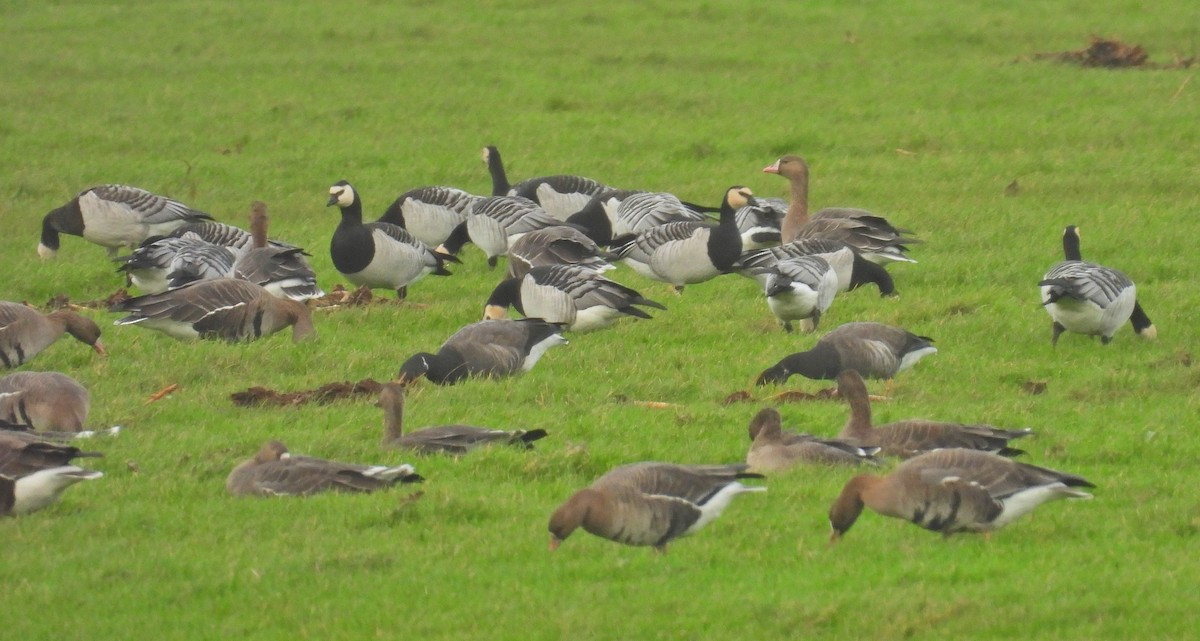 Barnacle Goose - ML646601256