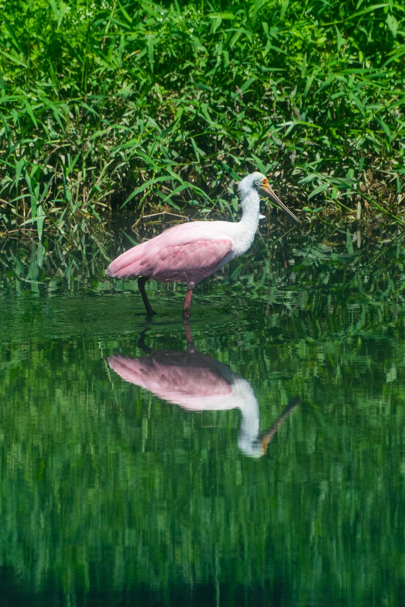 Roseate Spoonbill - ML646601257