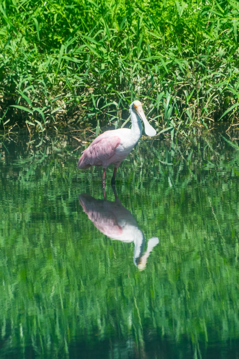 Roseate Spoonbill - ML646601258