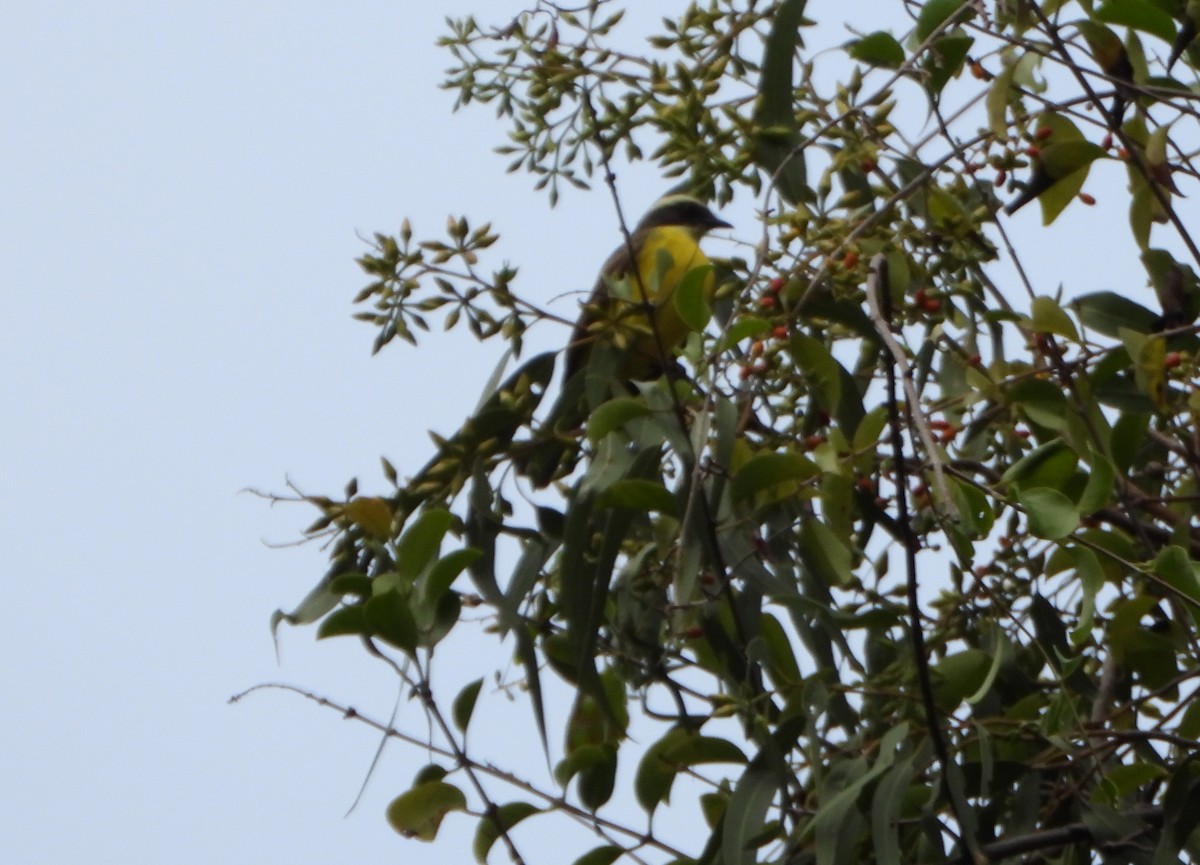 Красношапочный бентеви - ML646601259