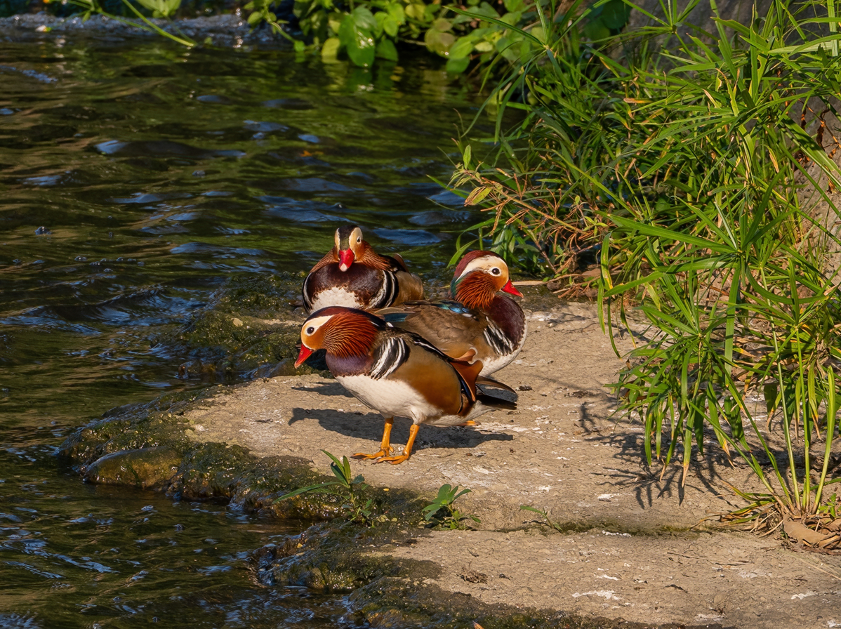 鴛鴦 - ML646601260