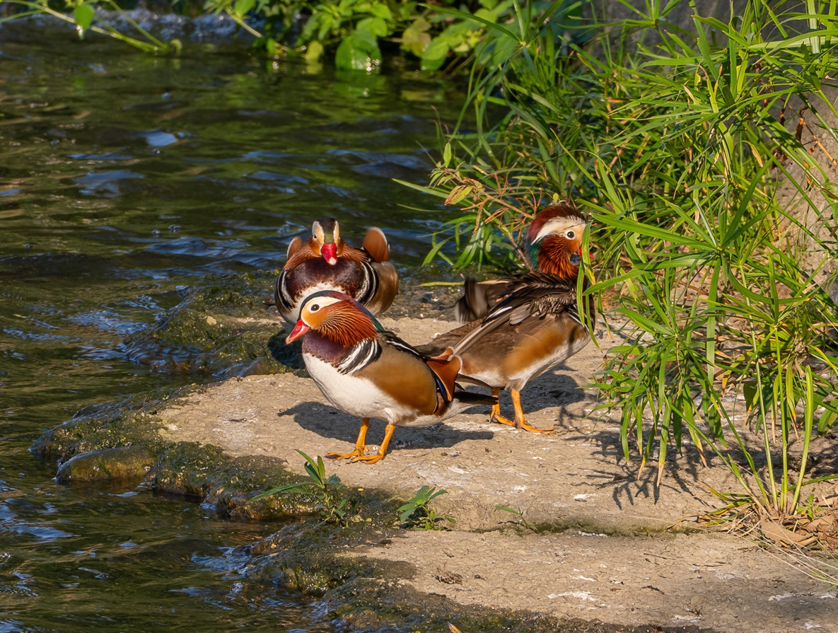 鴛鴦 - ML646601261