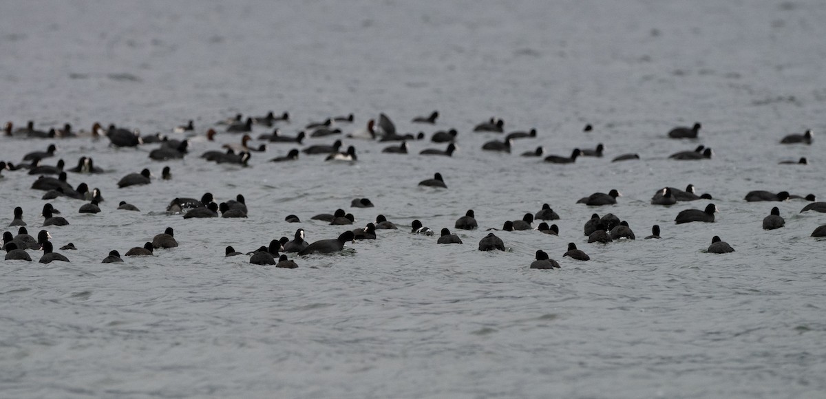 Eurasian Coot - ML646601265