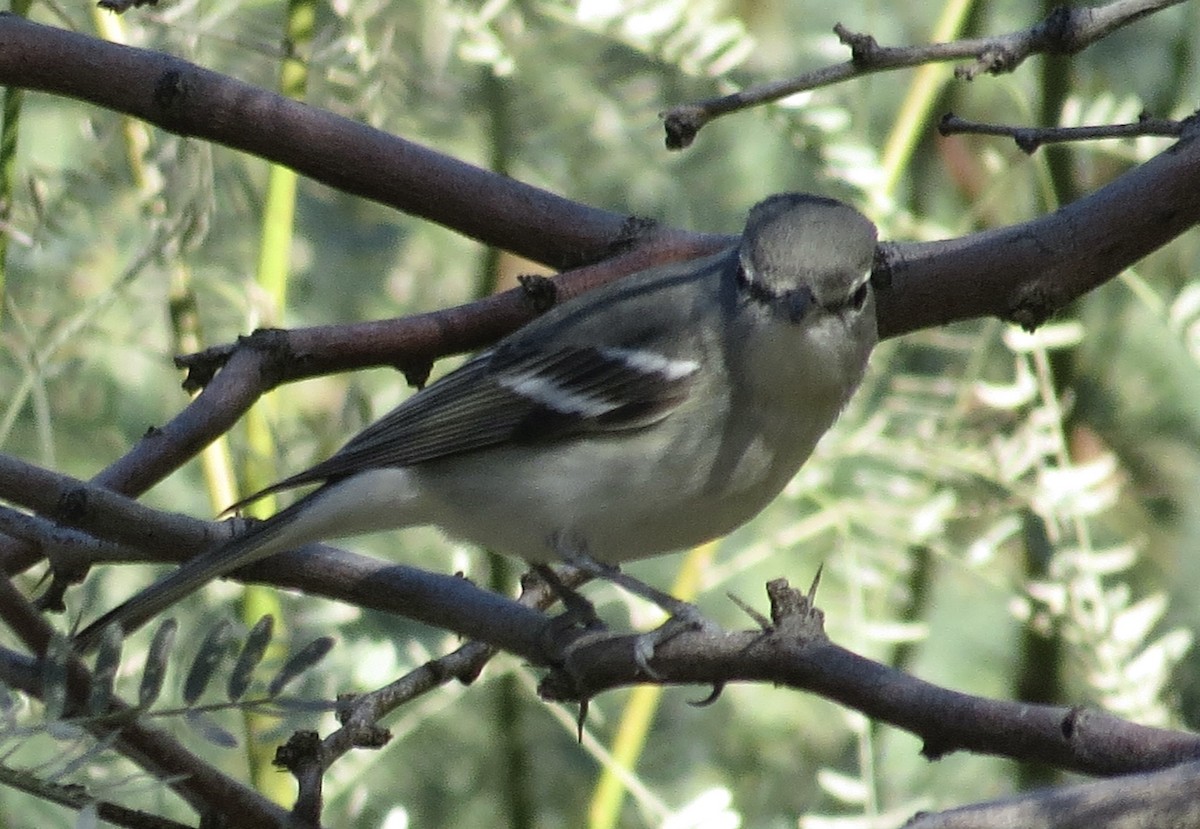 Plumbeous Vireo - ML646601266