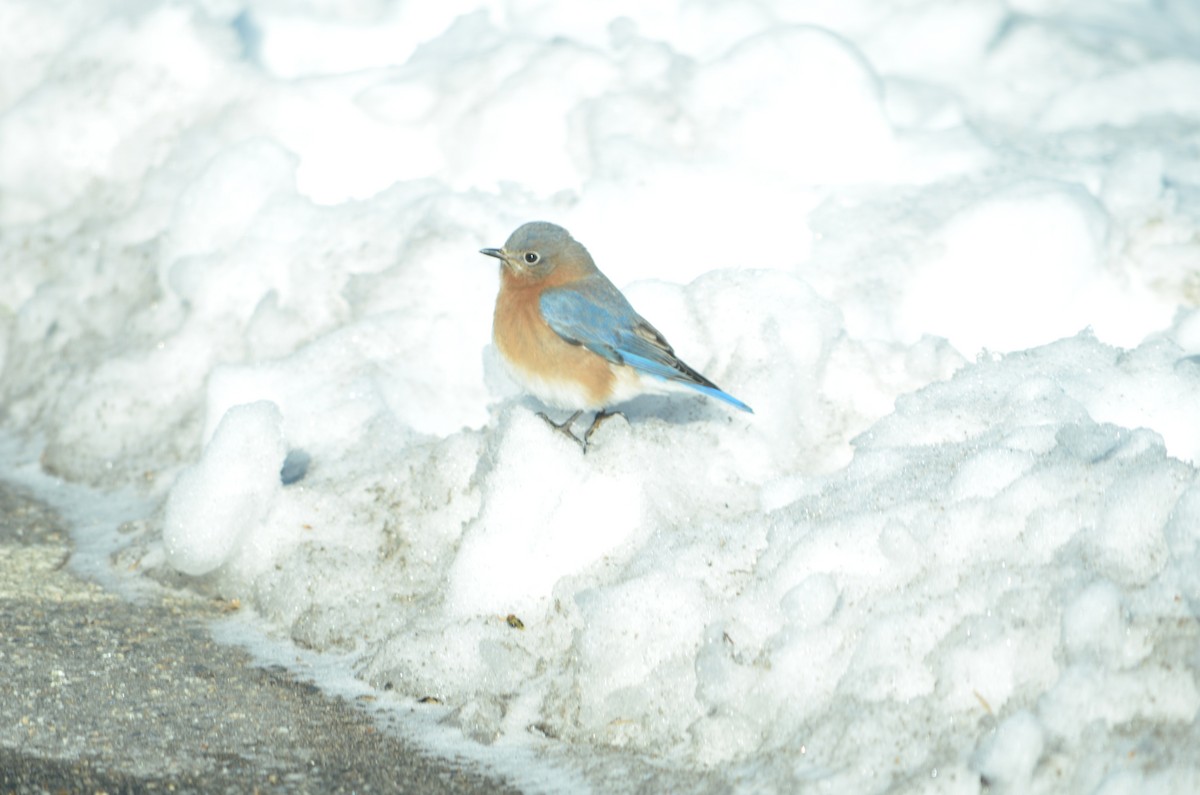 Eastern Bluebird - ML646601267