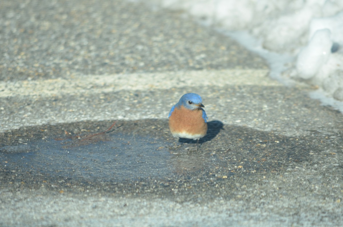 Eastern Bluebird - ML646601268