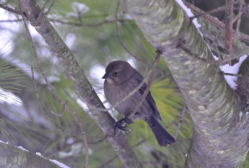 Коровий трупиал, буроголовый желтушник - ML646601270