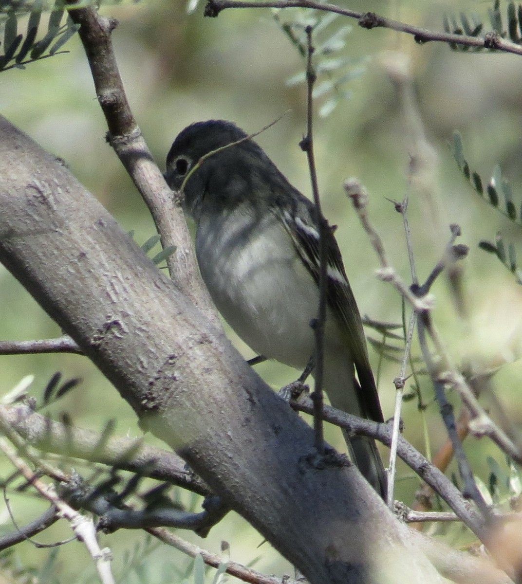 Plumbeous Vireo - ML646601273