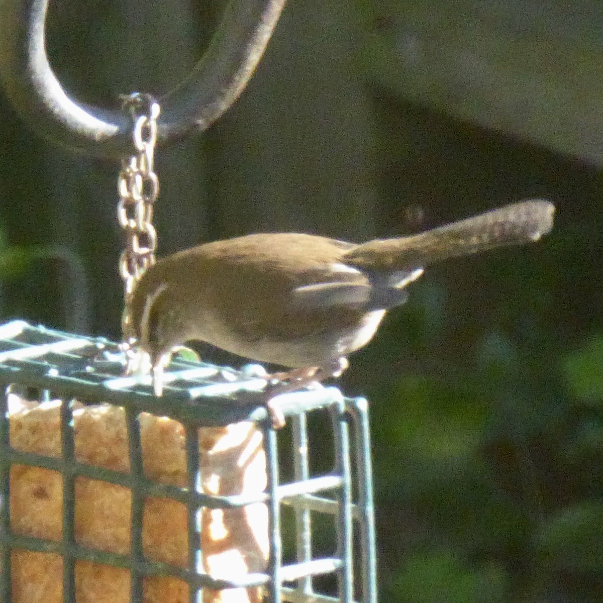 Troglodyte de Bewick - ML646601274