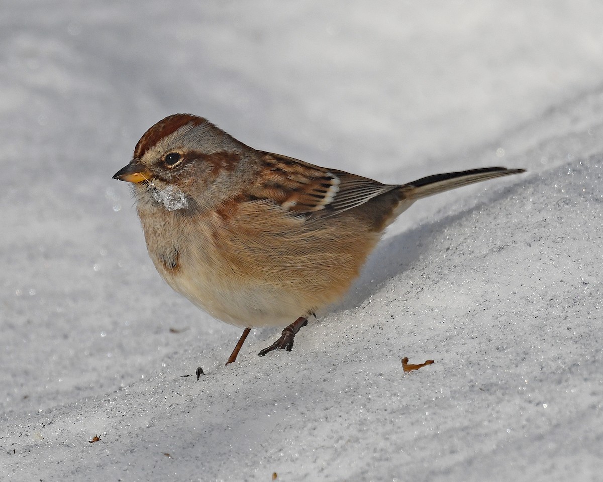 Пасовник північний - ML646601275