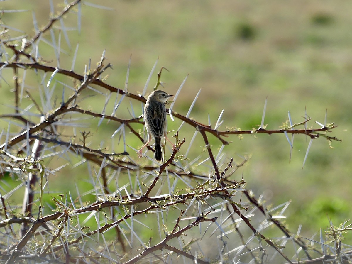 Desert Cisticola - ML646601276