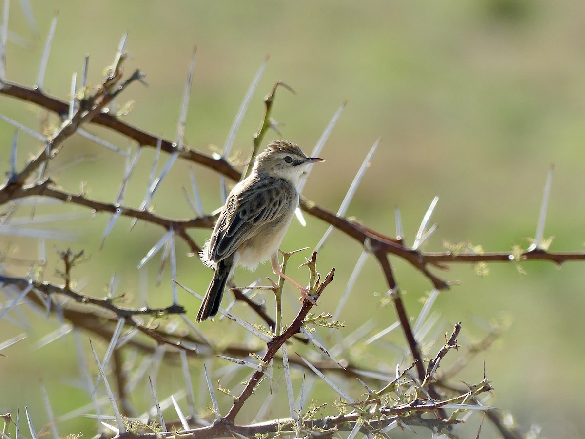 Desert Cisticola - ML646601277