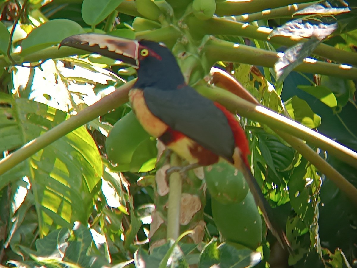 Collared Aracari - ML646601278