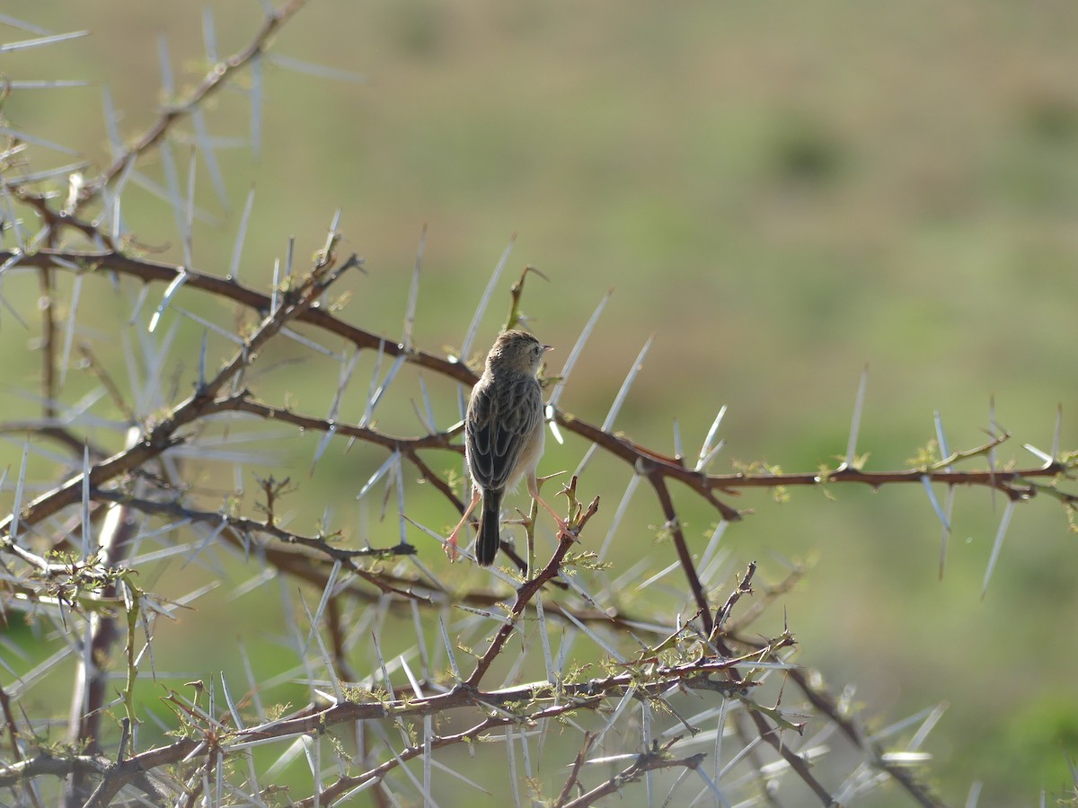 Desert Cisticola - ML646601279