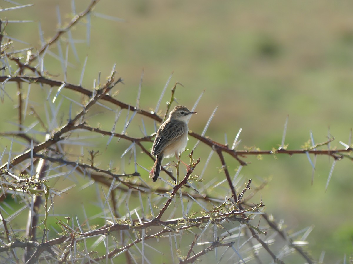 Desert Cisticola - ML646601280