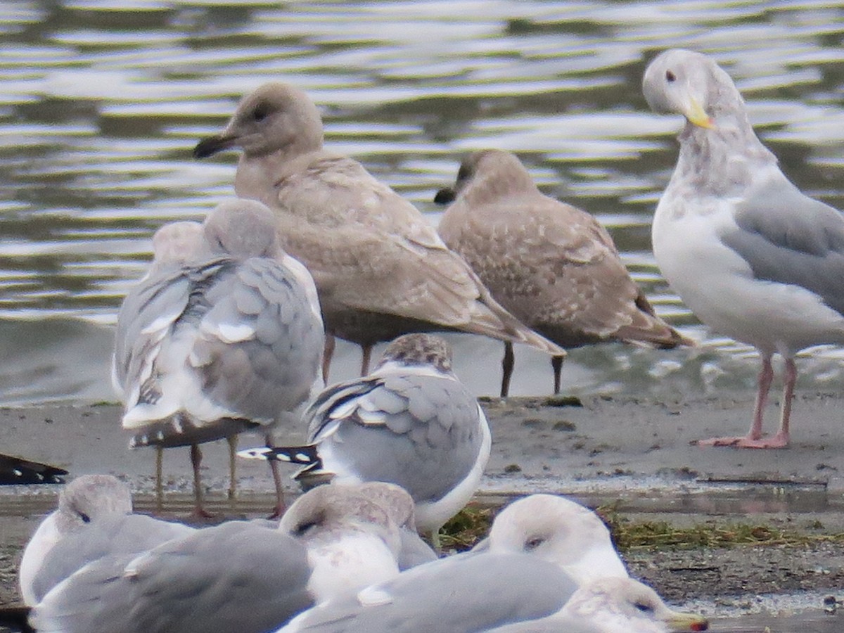 California Gull - ML646601281
