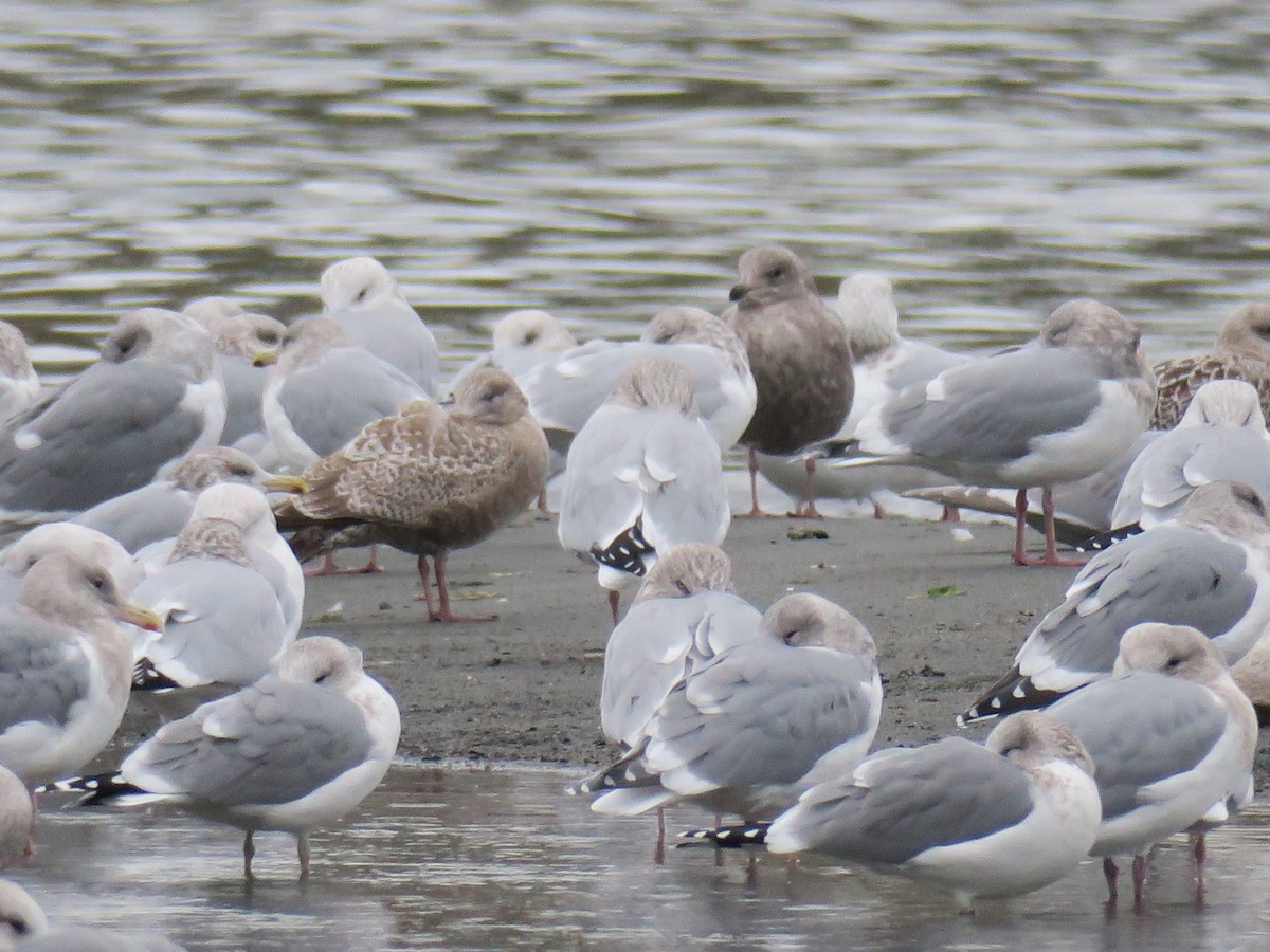 California Gull - ML646601282