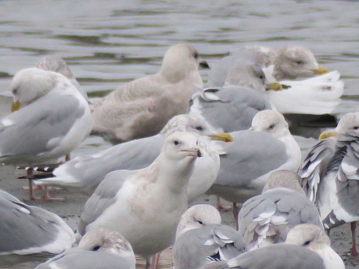 California Gull - ML646601283