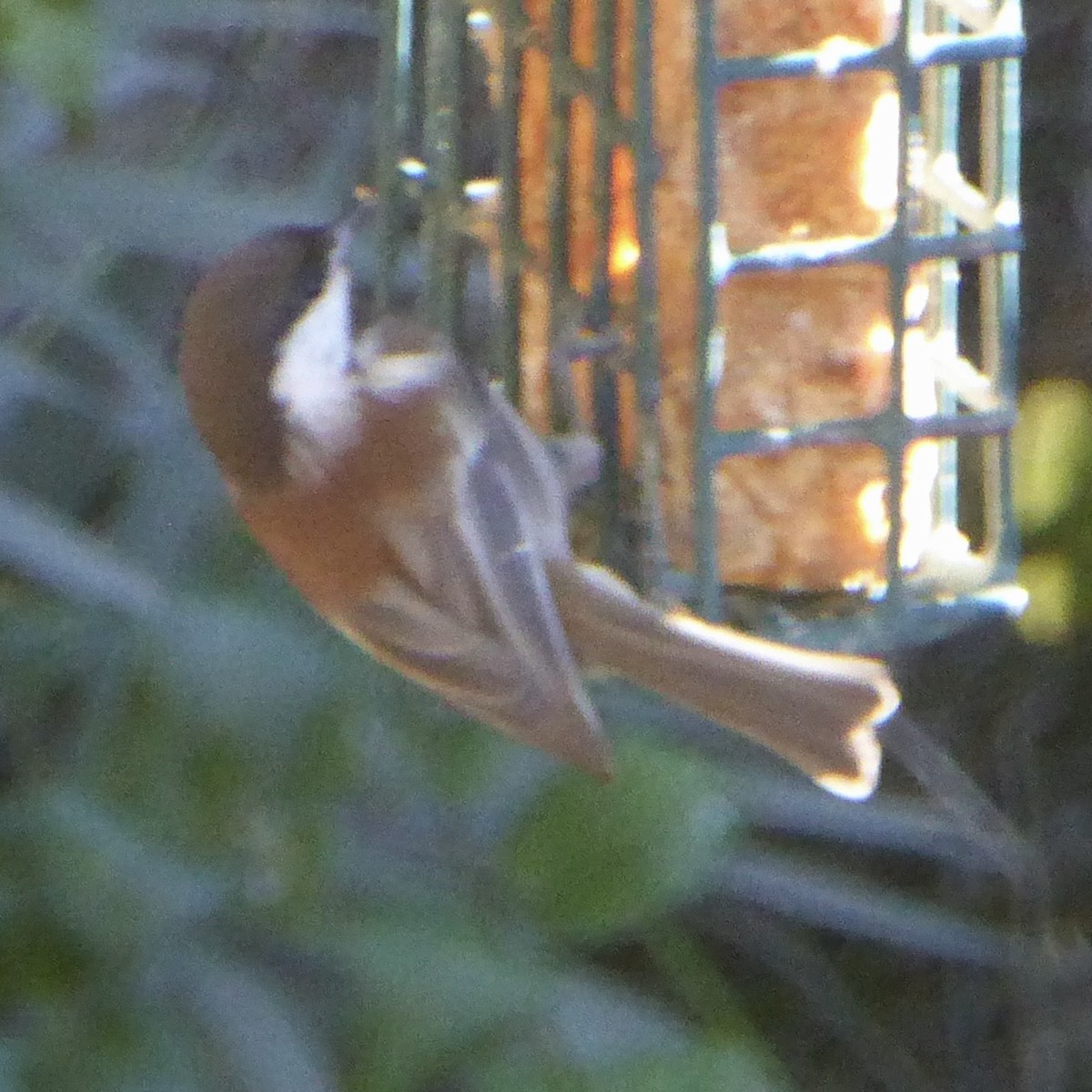 Rotrückenmeise - ML646601284