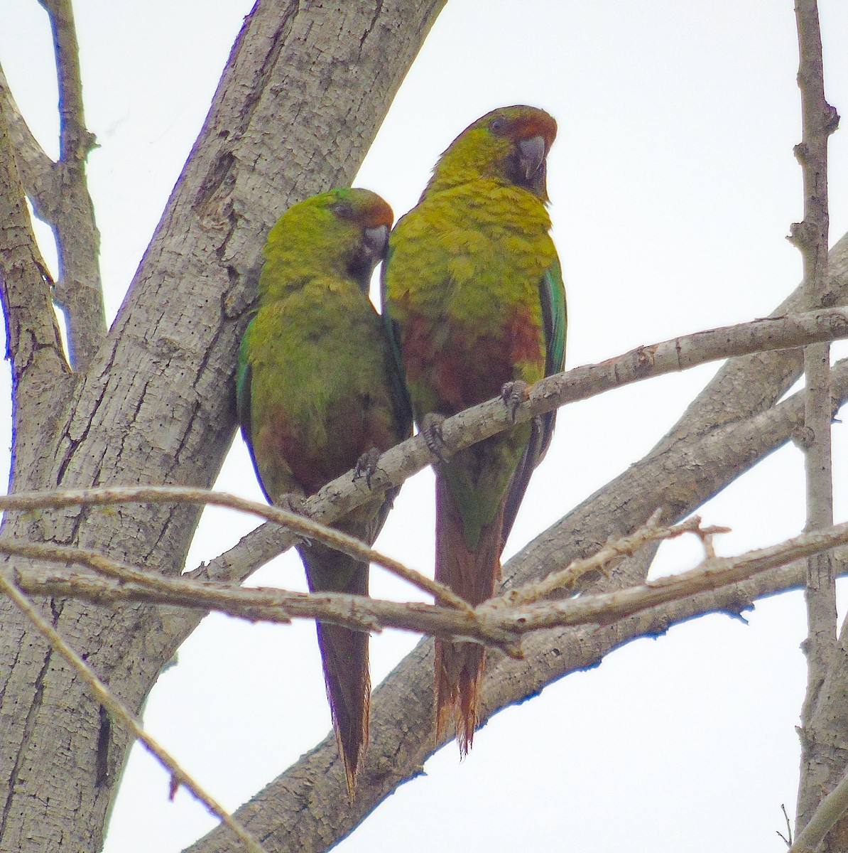 kogna smaragdový - ML646601285