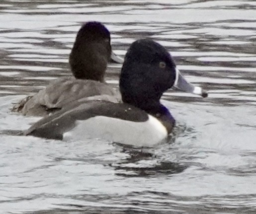 ringand - ML646601288