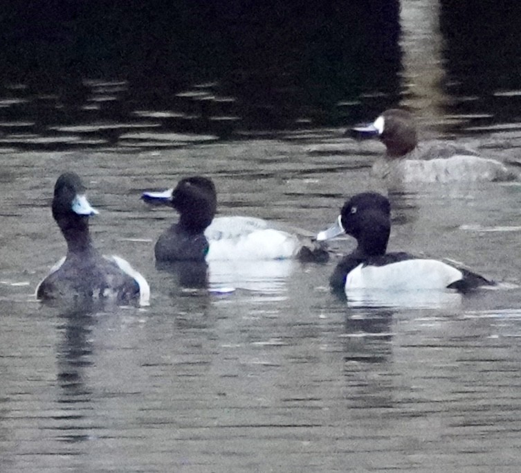 ringand - ML646601289