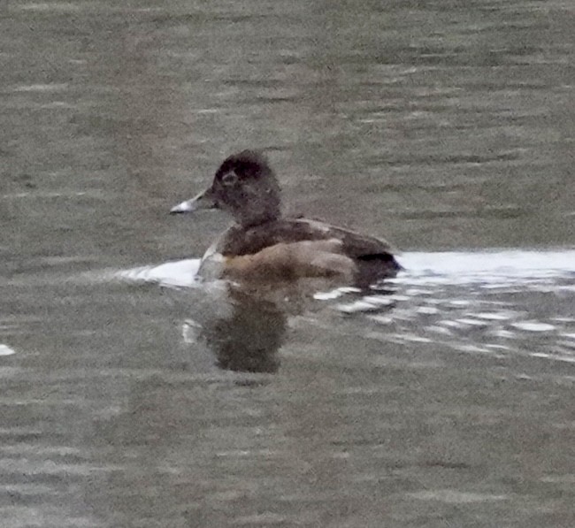 ringand - ML646601290