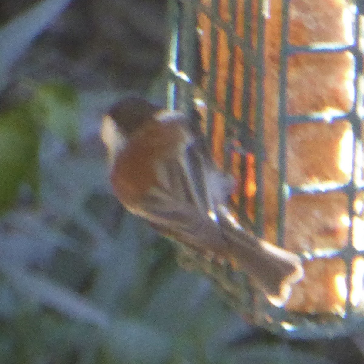 Rotrückenmeise - ML646601291