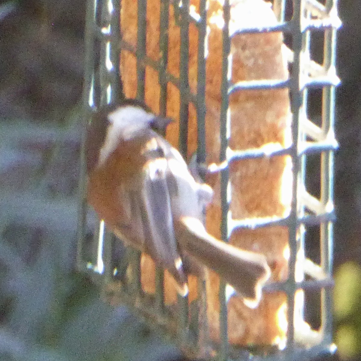 Rotrückenmeise - ML646601293