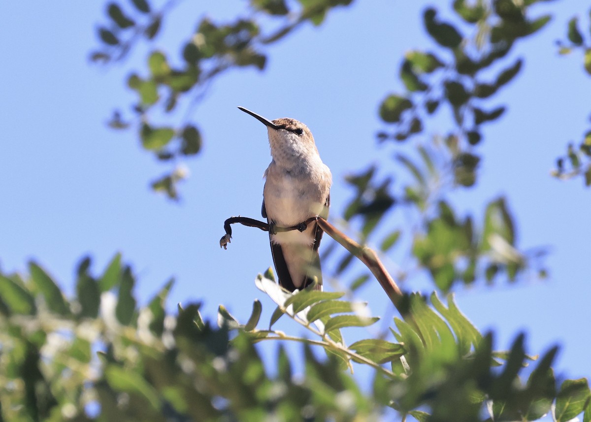 Black-chinned Hummingbird - ML646601296