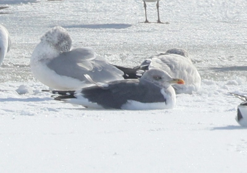 Lesser Black-backed Gull - ML646601297
