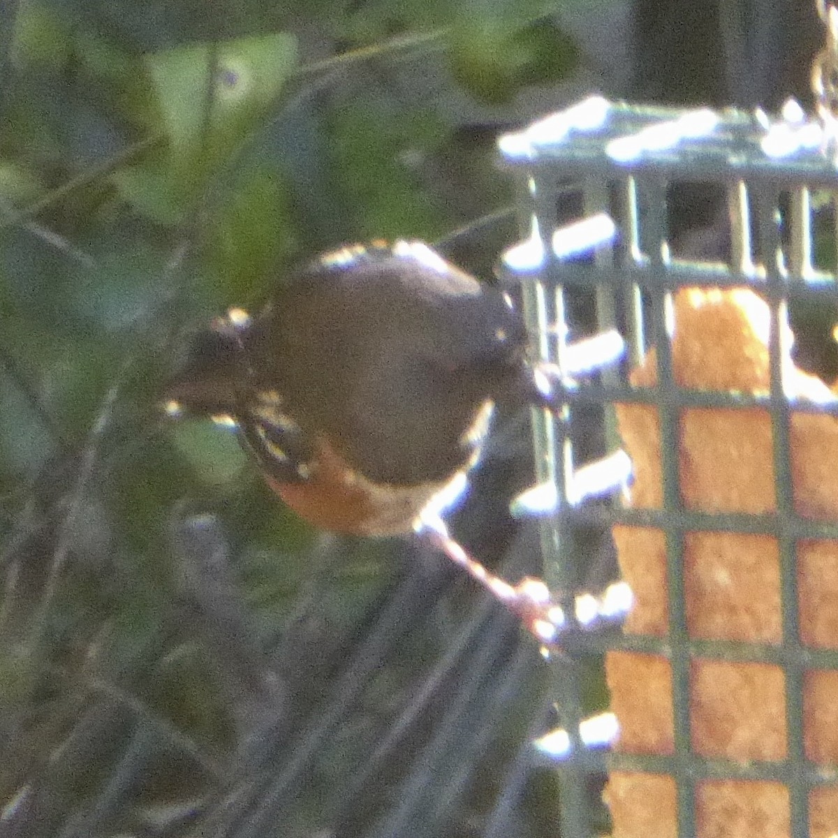 Fleckengrundammer - ML646601302