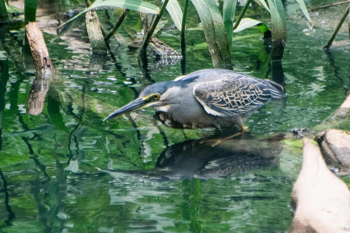 Striated Heron - ML646601305