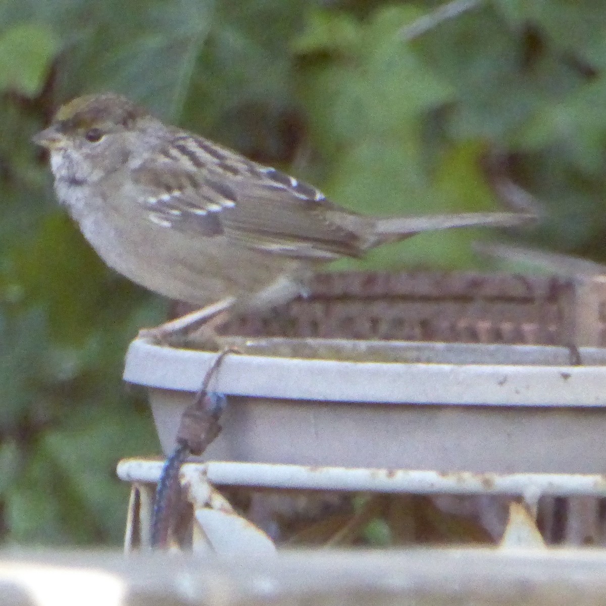 Kronenammer - ML646601306