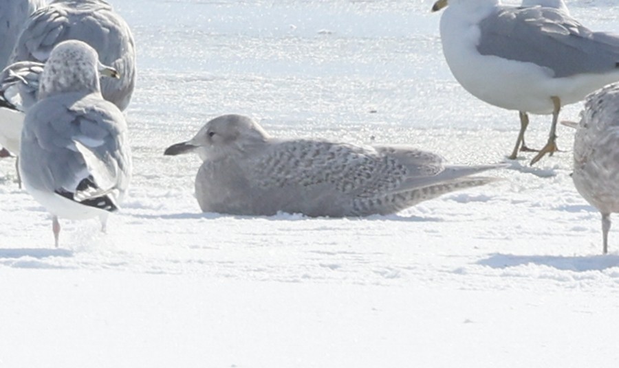 Iceland Gull - ML646601308