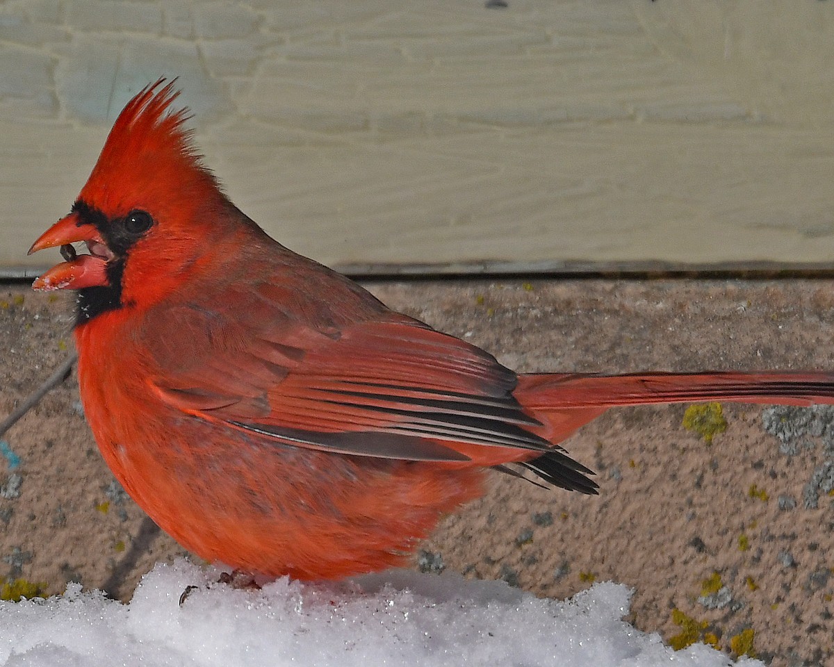 Northern Cardinal - ML646601311
