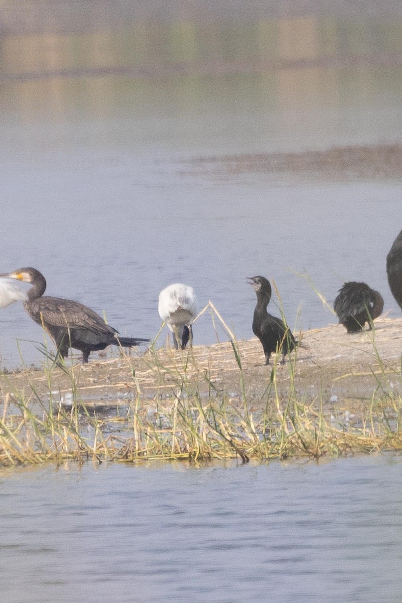 Little Cormorant - ML646601313