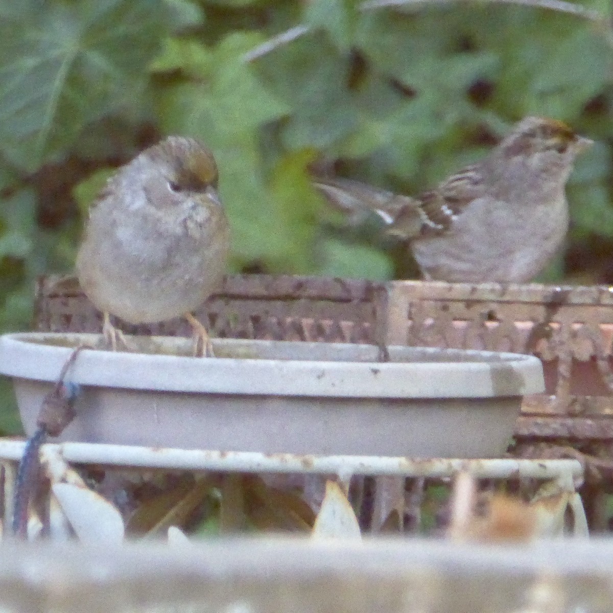 Kronenammer - ML646601314