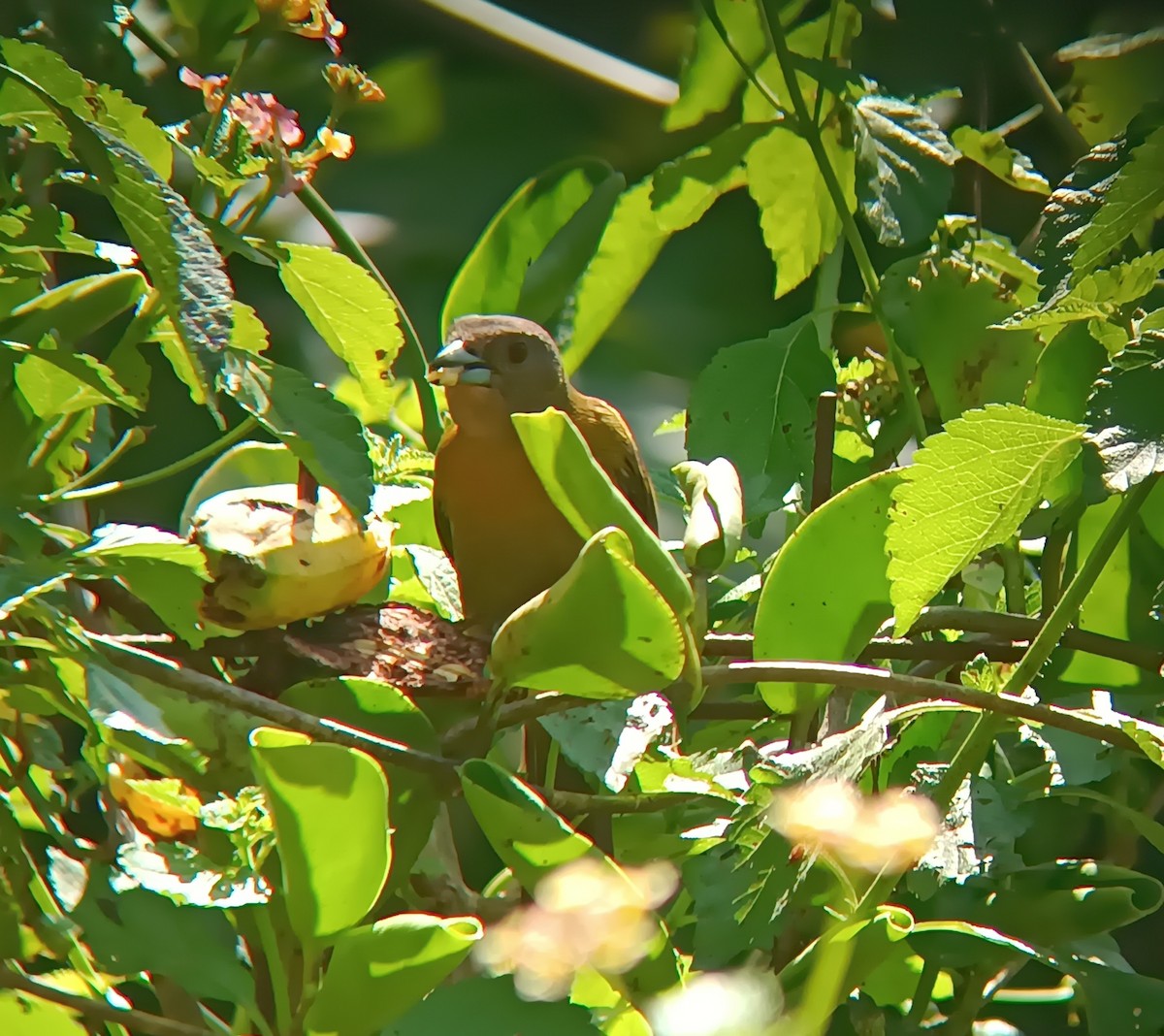 Scarlet-rumped Tanager - ML646601315
