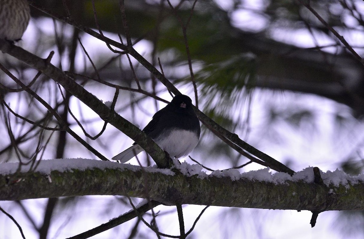 strnadec zimní - ML646601316