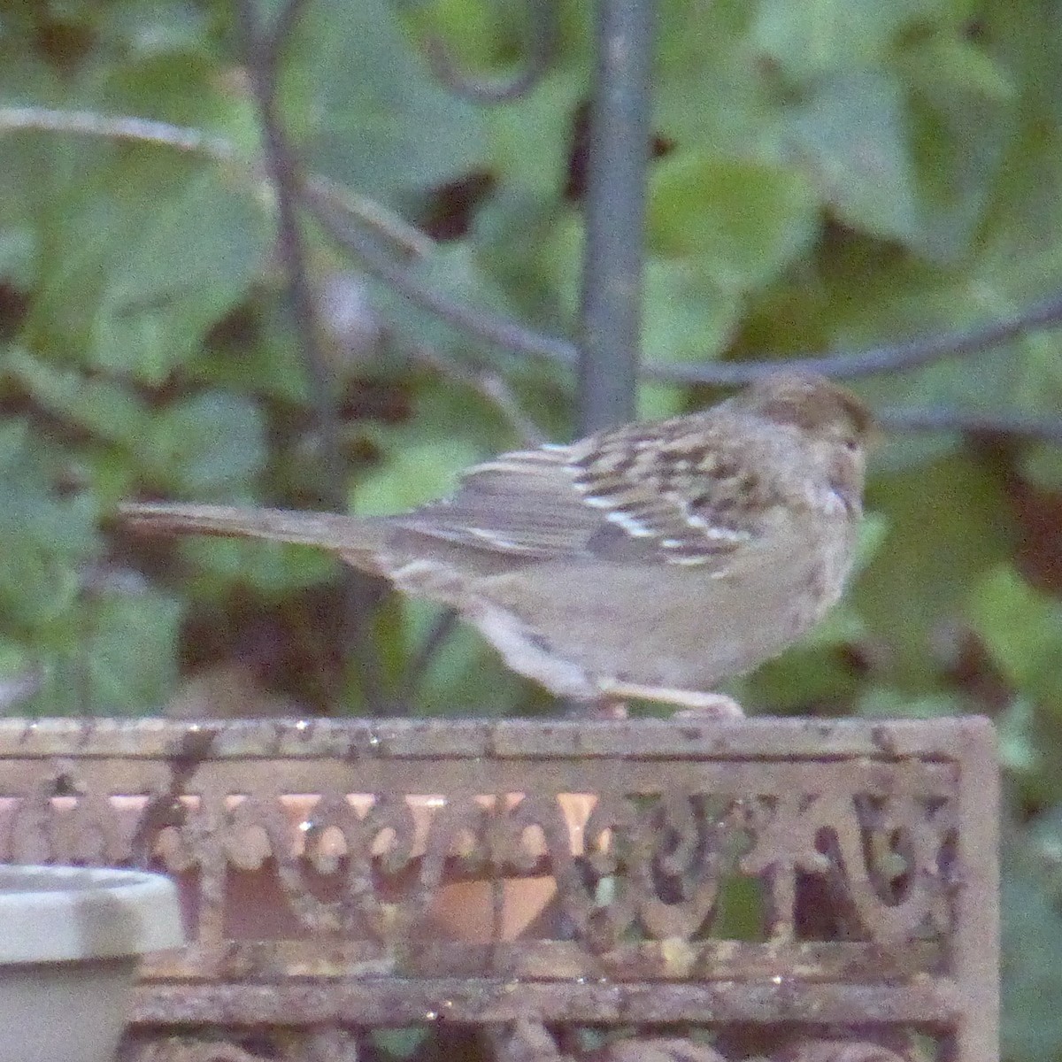 Kronenammer - ML646601317