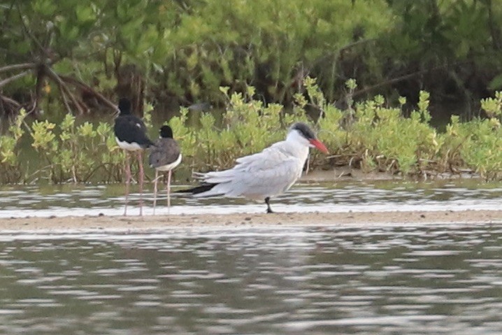 rybák velkozobý - ML646601319