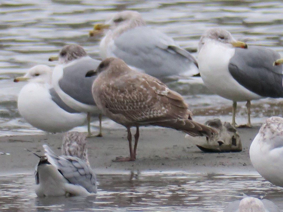 American Herring Gull - ML646601320