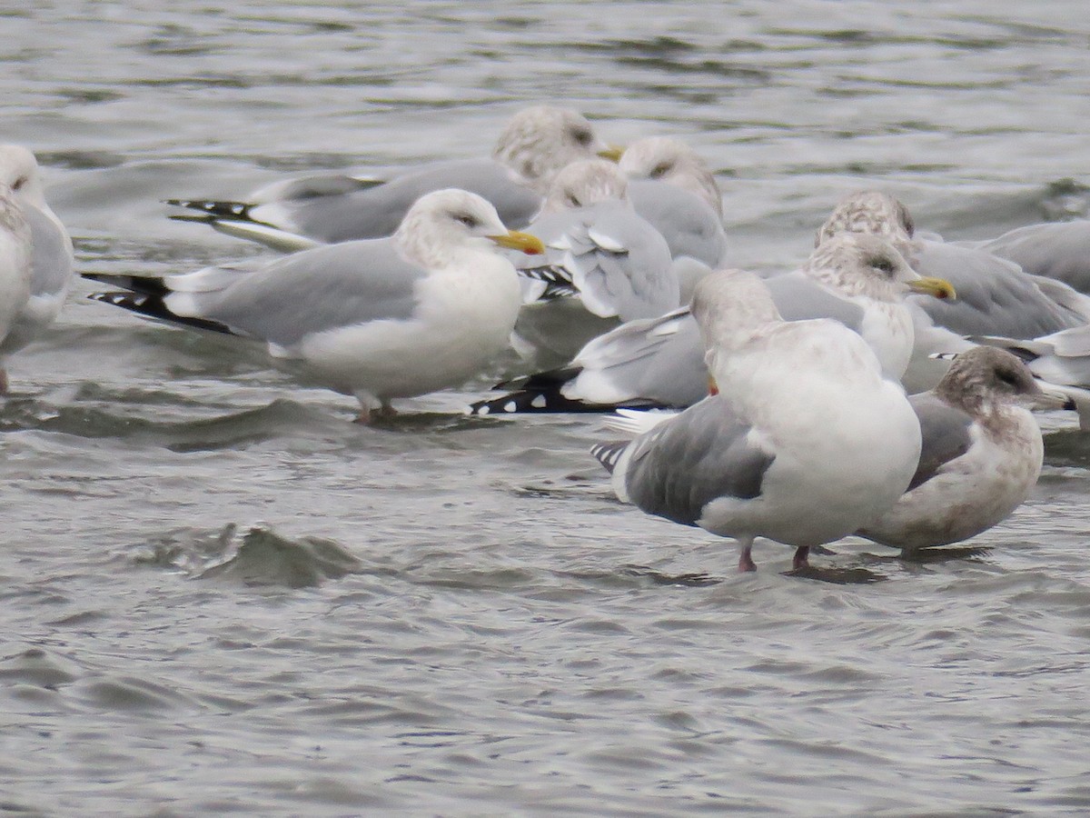 American Herring Gull - ML646601321