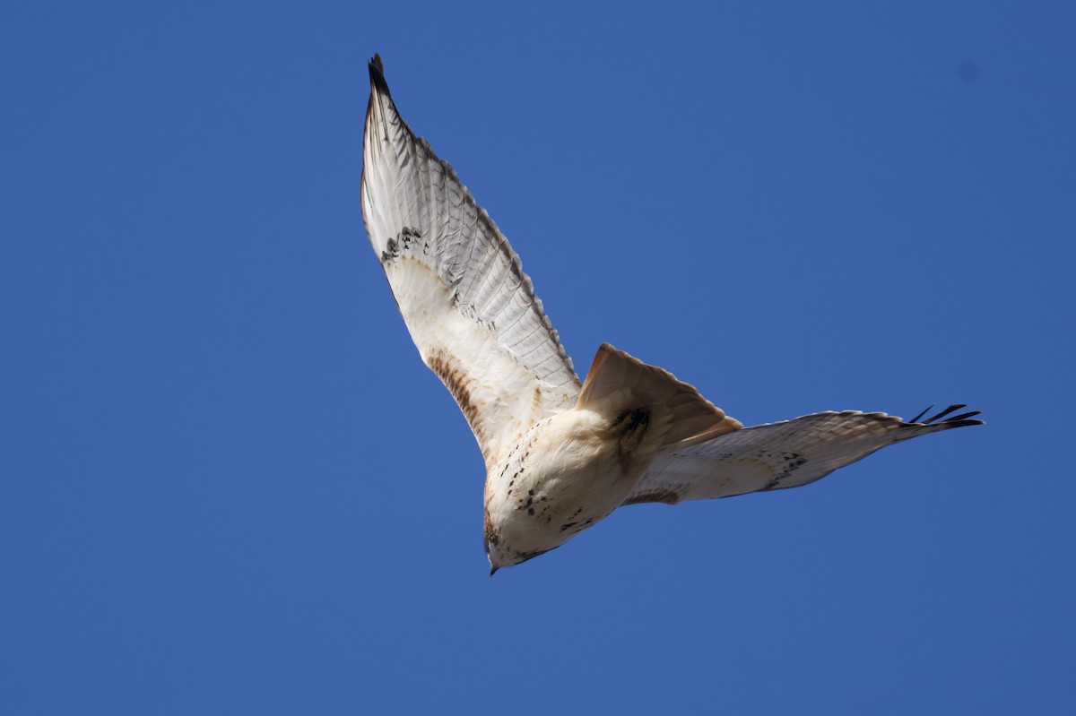 Red-tailed Hawk - ML646601322