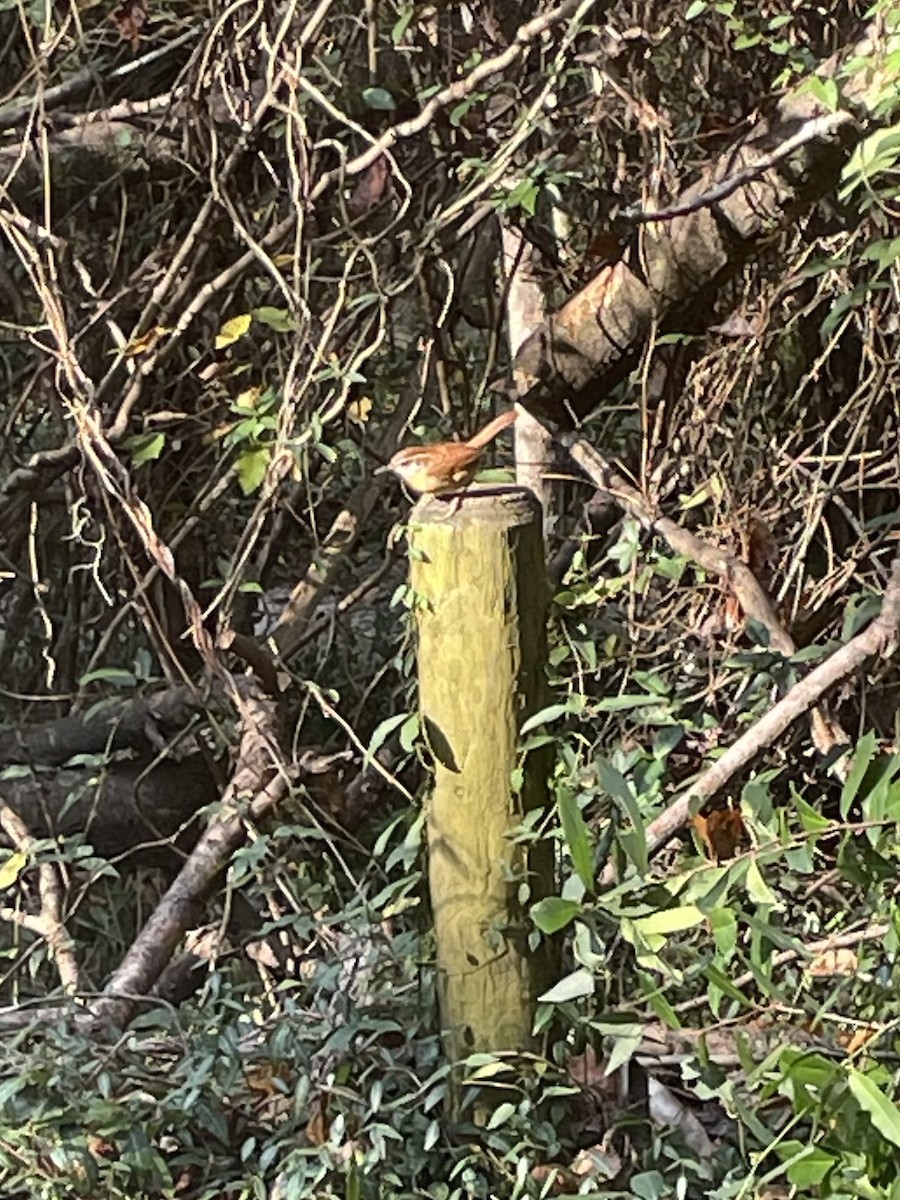 Carolina Wren - ML646601323