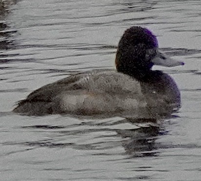 purpurhodeand - ML646601324